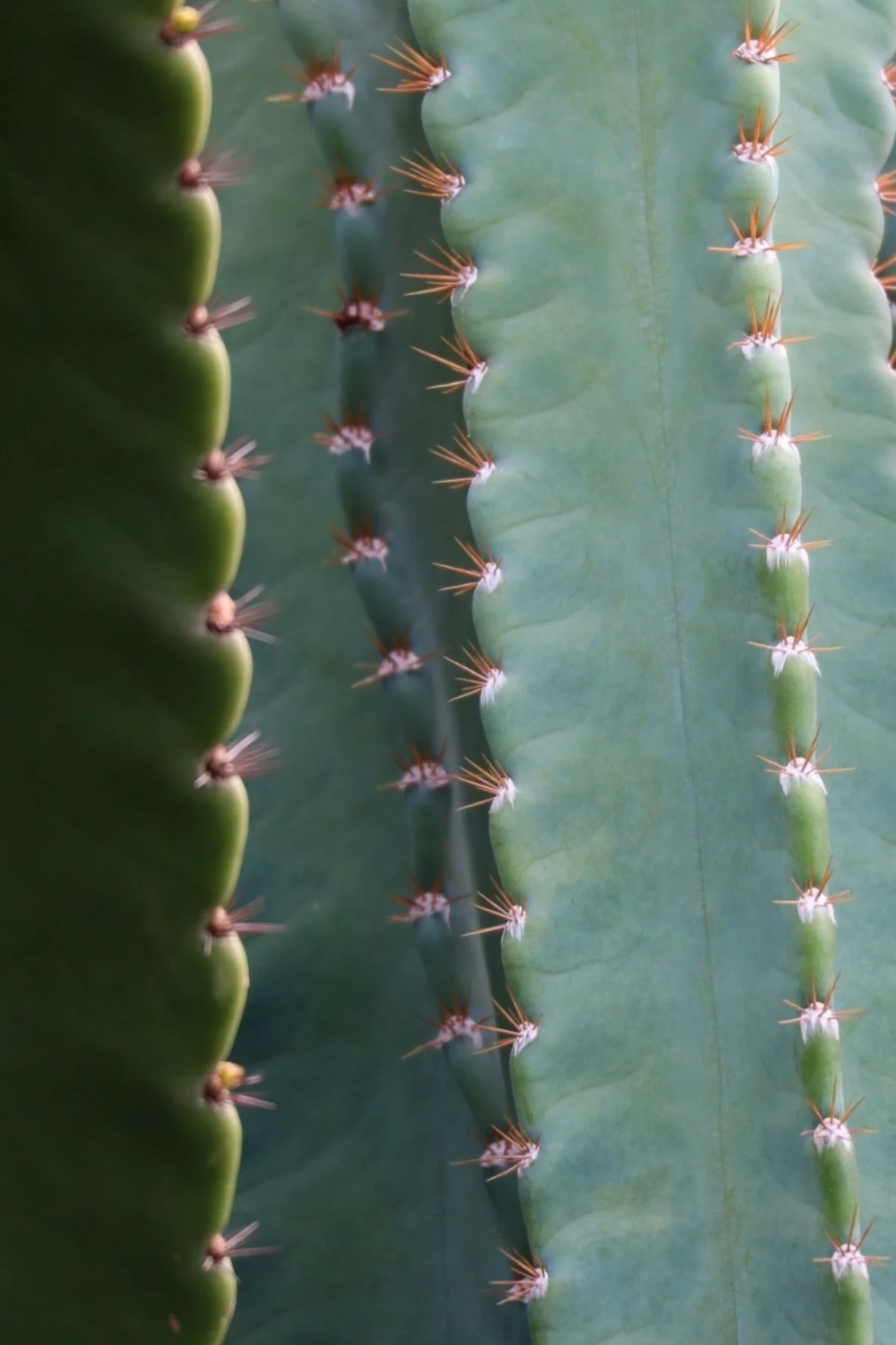 RECAMBIO DE DESODORANTE EN BARRA - Image 5